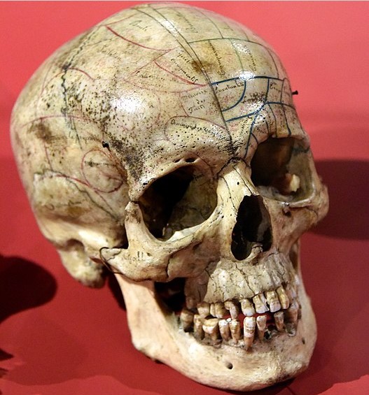Phrenological skull, European, 19th century. Wellcome Collection, London.