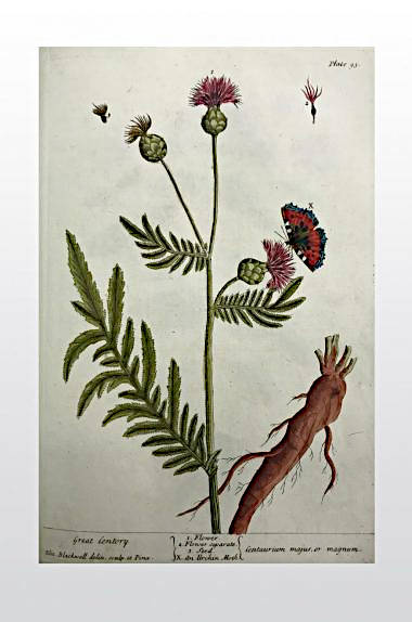 Botanical illustration from book in the Dr Shepherd library collection